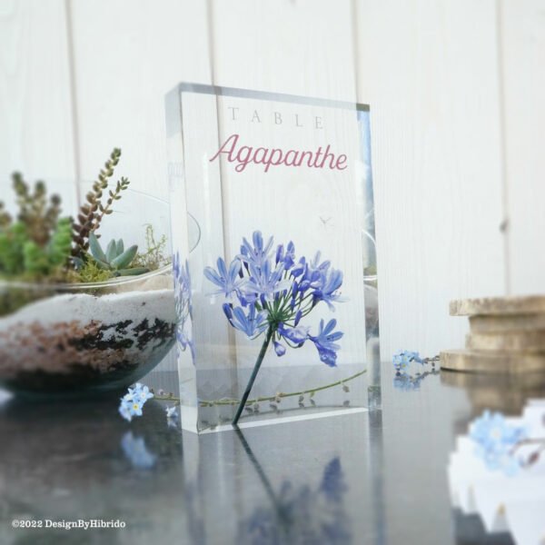 Agapanthe : nom de table transparent